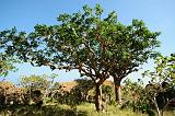 IMG_5430 Socotran Myrrh, albero della mirra, Socotra